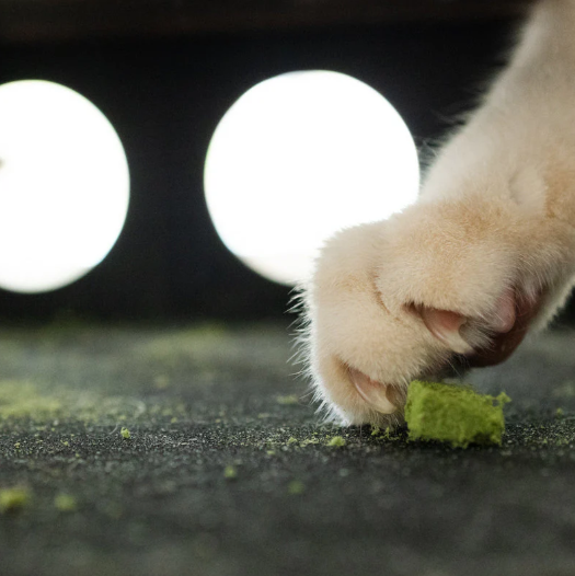 Boîte Enrichissement Lime-Griffes pour Chat