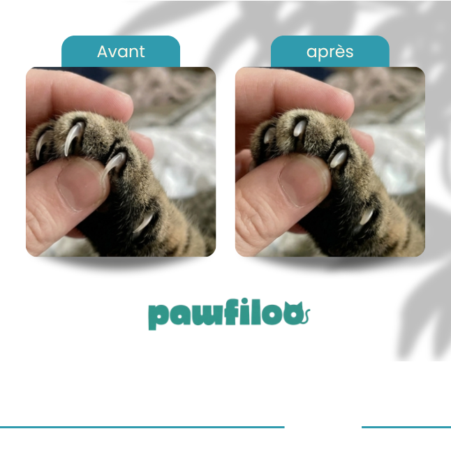 Boîte Enrichissement Lime-Griffes pour Chat